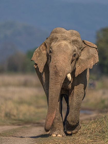 A head-on shot of an elephant walking with purpose. The direct gaze and powerful stride make for an intense and engaging portrait.