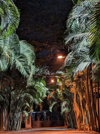 Discovering magical, quiet lanes like this palm-lined avenue in old Whitefield is what makes our night cycling adventures so special. We love finding these hidden gems in Bangalore.