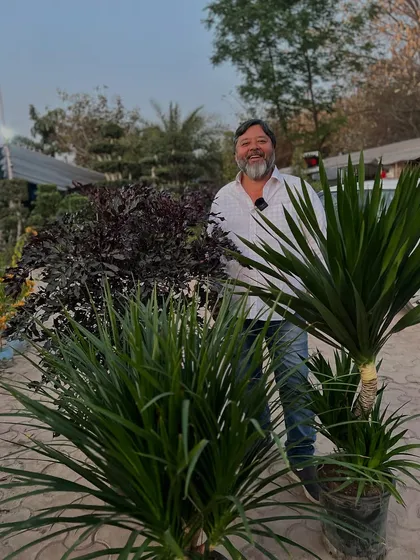 Yeh Dracaena Draco ki do alag varieties hain. Ek multi-headed bushy plant hai aur doosra tall Yucca hai. Dono hi aapke space ko sundar banayenge.