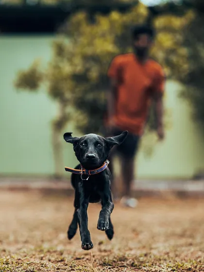 This is Bhairavi, a Labrador pup with endless energy. My open lawns are perfect for these happy sprints, giving every dog the space to run freely.