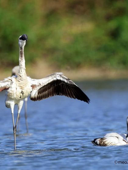 A young flamingo stretches its wings wide as if to say "good morning," while its friend rests in the water. Can you count how many flamingos are in this frame?