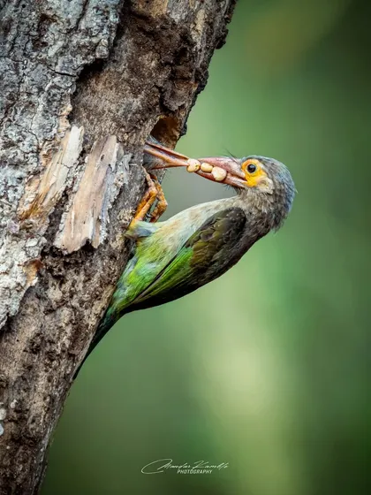 Some of the most rewarding moments in wildlife photography are the quiet ones. This Brown-headed Barbet is diligently feeding its chick inside a tree hollow. Capturing these nurturing behaviours requires trust and time, allowing me to document the life cycles of these amazing creatures.