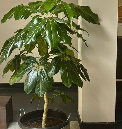 Rakshith Landscaping - Landscape Design & Installation Plant & Tree Supply photo 17