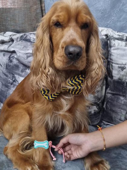 This dapper cocker spaniel is celebrating International Dog Day while showing off his stylish Rakhi. A perfect look for any festive occasion.