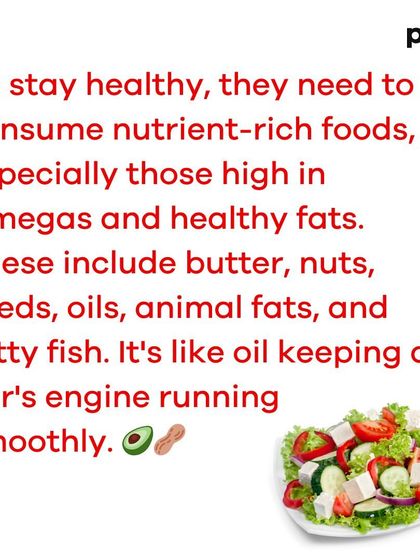 An informational carousel for people who can eat a lot without gaining weight. It explains that even with a high metabolism, they need nutrient-rich foods, especially healthy fats, and are often sensitive to substances like alcohol and sugar.