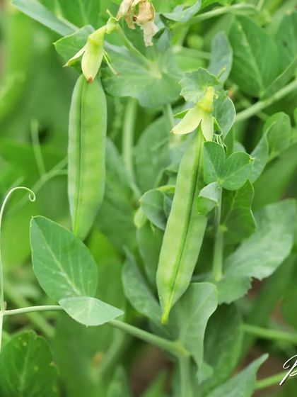 Grow Your Own Vegetables photo 16