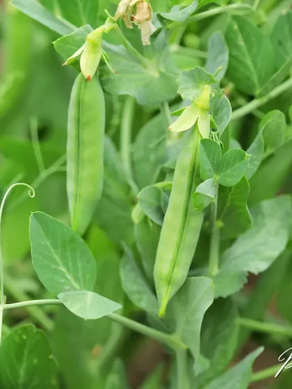 A close-up of pea pods developing on the vine. It’s a joy to watch them swell up, knowing you'll soon be harvesting them for your meals.