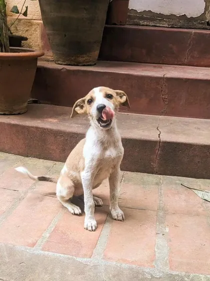 Meet Charlie, a 6-8 week old female puppy, licking her lips after a good meal. She is healthy, happy, and will be vaccinated soon.
