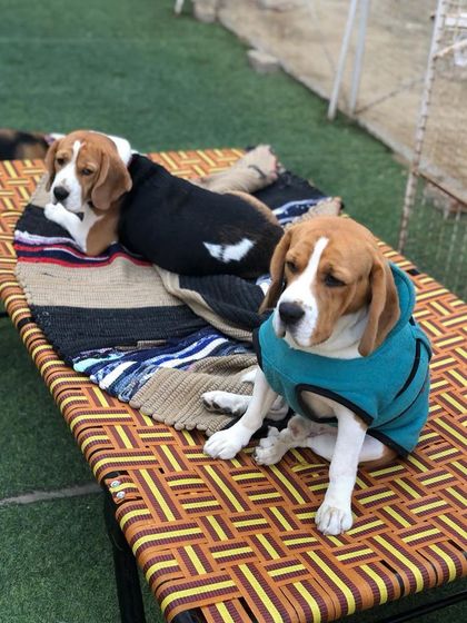 Two Beagles enjoying a winter afternoon, relaxing together on one of our comfy outdoor beds.