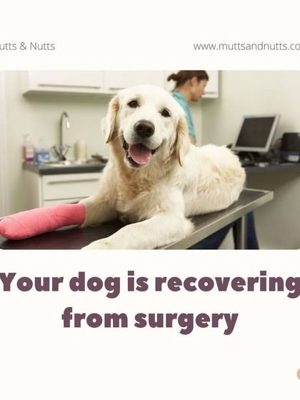 Poochkoo Mutts & Nutts - Dog Training & Behavior Modification Canine Hydrotherapy & Wellness photo 6