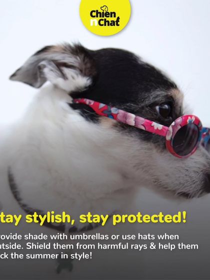 Stay stylish, stay protected. When outside, provide shade with umbrellas or even use cute pet hats to shield them from harmful rays and help them rock the summer in style.