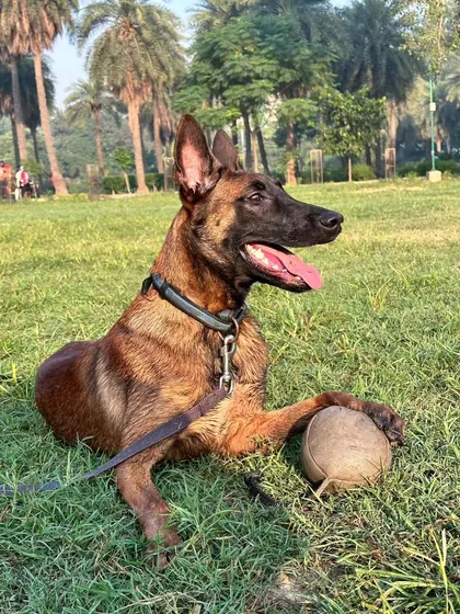 A happy, panting dog is the sign of a good day's work. Positive reinforcement and play-based rewards are central to my training philosophy.