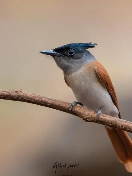 A female Asian Paradise Flycatcher, with its rufous plumage and crested head, perched delicately on a branch.