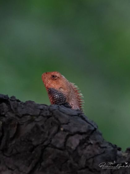 An Oriental Garden Lizard, or Indian Garden Lizard, in its red breeding colors, peeking over a charred log.