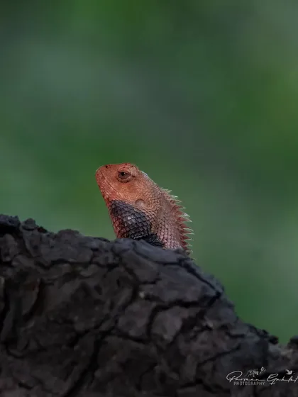 An Oriental Garden Lizard, or Indian Garden Lizard, in its red breeding colors, peeking over a charred log.