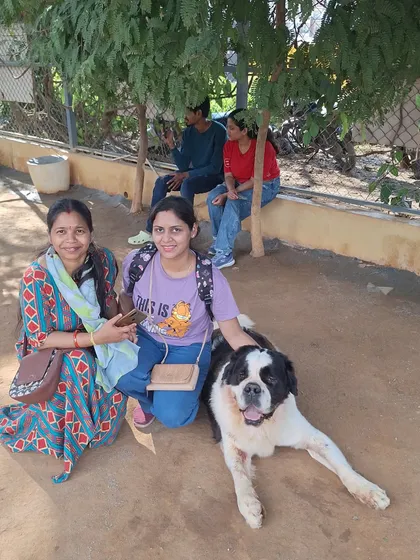 Two friends enjoying a relaxed moment, petting the St. Bernard under the shade of a tree.