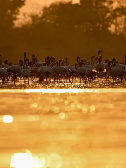 Thousands of flamingos bathed in the warm glow of the golden hour at Bhigwan Bird Sanctuary. I teach my tour participants how to use natural light to create such magical, atmospheric shots with beautiful bokeh effects.