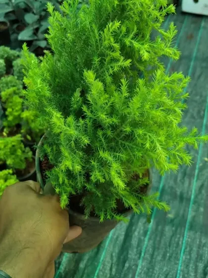 A young Golden Cypress plant. Its bright, lime-green foliage adds a vibrant splash of color to any garden setting.