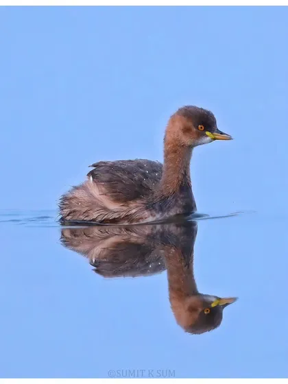 A Little Grebe in still water, creating a perfect, mirror-like reflection. A moment of absolute calm.