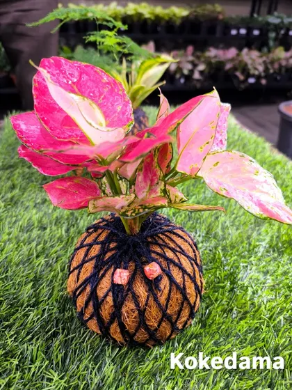 Discover the art of Kokedama with our stunning Pink Aglaonema. Each moss ball is handcrafted by us, creating a unique, soil-free decorative piece that adds a pop of color and modern elegance to your space.