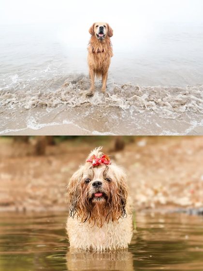 Sniff Stories - Pet Videography Paws, Splashes, and Muddy Noses photo 39