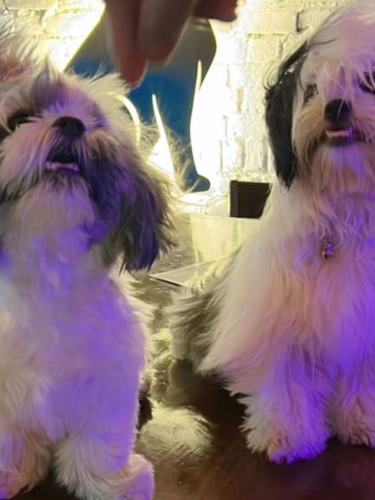 Double the fluff, double the fun. These two adorable dogs are all ears, waiting for treats and attention at our cafe.