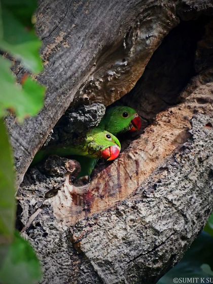 "Stay indoors!" These Rose-ringed Parakeet chicks peeking out from their nest cavity are a cute reminder to stay safe during a heatwave.