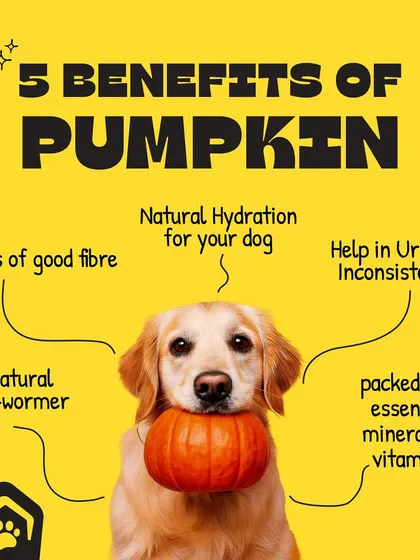 We believe in the power of good nutrition. This is an example of the practical, vet-approved advice we share, showing how a simple food like pumpkin can offer multiple health benefits for your dog, from digestion to hydration.