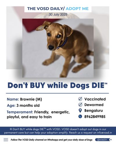 Pet Rehoming & Lost Pet Alerts