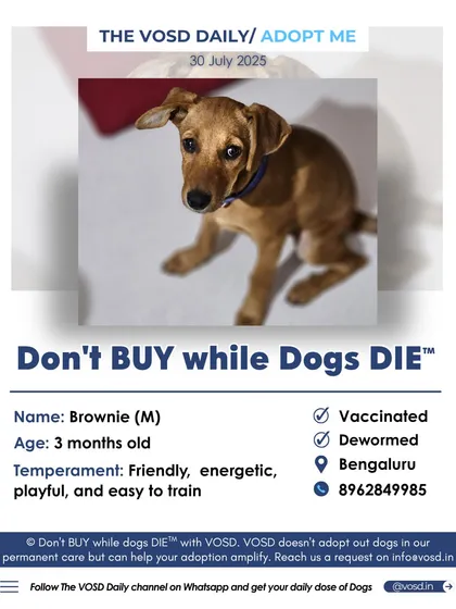 This is Brownie, an energetic and playful 3-month-old puppy in Bengaluru. He is vaccinated, dewormed, and easy to train. Could you be the one to give him the loving home he deserves?