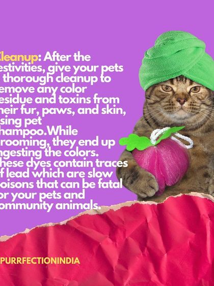 Tip 3 for a safe Holi: Cleanup is crucial. If any colour gets on an animal, gently clean it with a pet-safe shampoo. These dyes can be toxic if ingested during grooming.