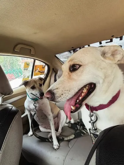 Two happy indie doggos enjoying their ride together. It's always fun when friends travel together in my cab.