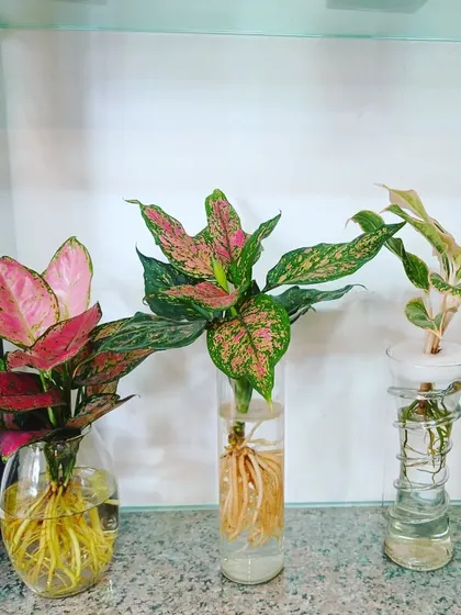 Pink Aglaonema varieties in different decorative glass vases. They are perfect for adding a touch of color to your indoor decor.
