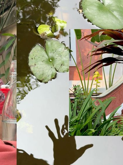 A creative collage of my afternoon at Coromandel Cafe in Pondicherry, blending plants, shadows, and water.