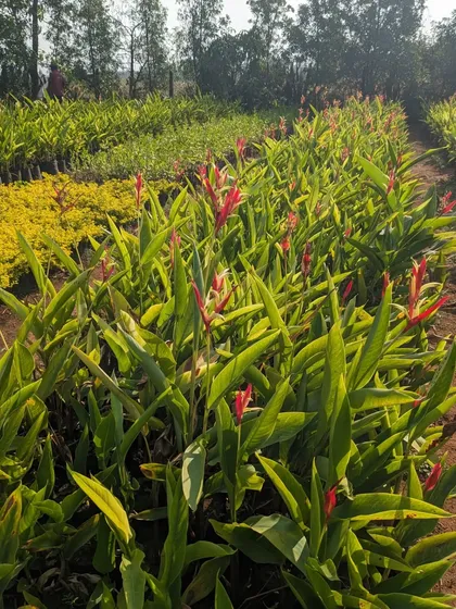 A view of different plant varieties at the nursery, including Heliconias and yellow flowering shrubs. My sourcing trips allow me to find a wide range of ornamental plants for any project requirement.