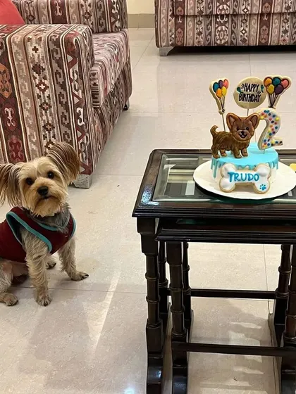 Little Trudo the Yorkshire Terrier sitting proudly next to his 2nd birthday cake. We love making cakes that are just the right size for our smaller pupperinos.