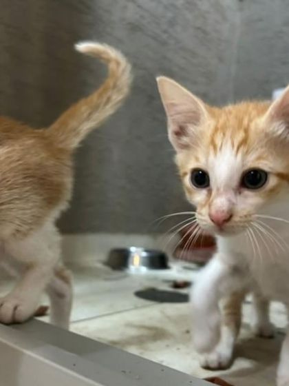 Two of the ginger and white kittens together. Adopting a pair is always a great option for them.