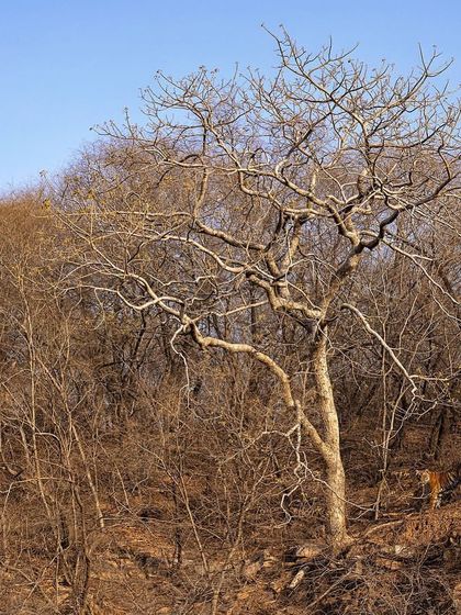 A tiger is perfectly camouflaged in the dry, deciduous forest. This is a classic 'find the tiger' image that showcases their incredible ability to blend into their surroundings.