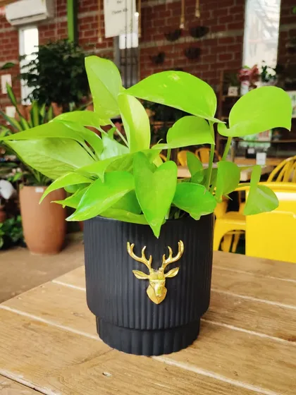 This elegant black planter with a golden deer emblem is one of my favorites. It's the perfect home for a vibrant Neon Pothos, creating a beautiful contrast.