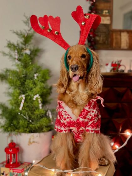 Posto posing in his Christmas sweater and antlers. He has a different outfit for every occasion.