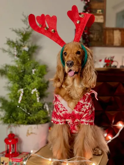 Another adorable reindeer look from last year's Christmas celebration.