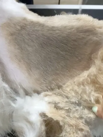 This image shows the process of removing thick, pelted mats from the Shih Tzu's coat. This kind of matting pulls on the skin and can hide sores or parasites, making its removal essential for the dog's health.