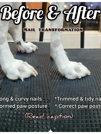 This is a perfect example of how nail care affects your dog's health. Notice how the overgrown nails on the left force the paw into an unnatural posture. The after shot shows a corrected, comfortable stance, which is crucial for preventing long-term joint issues.