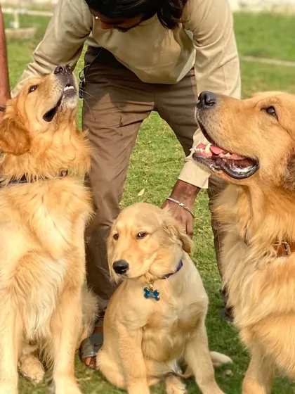 A trio of gorgeous Golden Retrievers. They are such gentle and loving dogs.