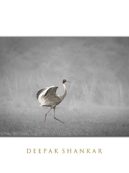 The Sarus Crane is the tallest flying bird in the world, and its grace is unmatched. This selective color image highlights its elegant form and the striking red of its head.