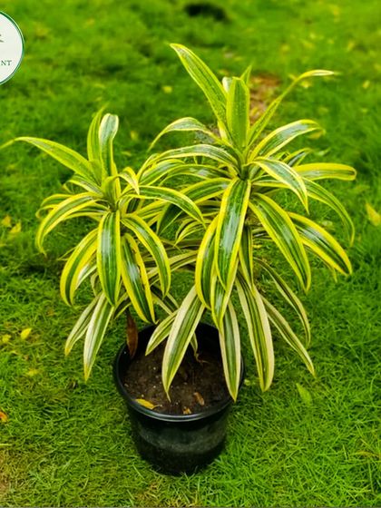 The Song of India plant is an ornamental favorite, known for its striking yellow and green striped leaves. It's a slow-growing and easy-to-propagate plant, making it a rewarding addition to your indoor garden.