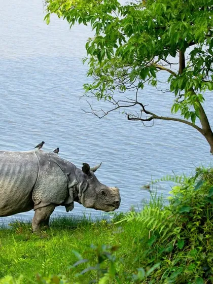 The one-horned rhinoceros of Kaziranga is a great success story for India's conservation. From just a dozen in the early 1900s to more than 2600 today, it shows what we can achieve. Here, one of these magnificent creatures stands by the water, with Myna birds on its back, a true picture of life in the wild.