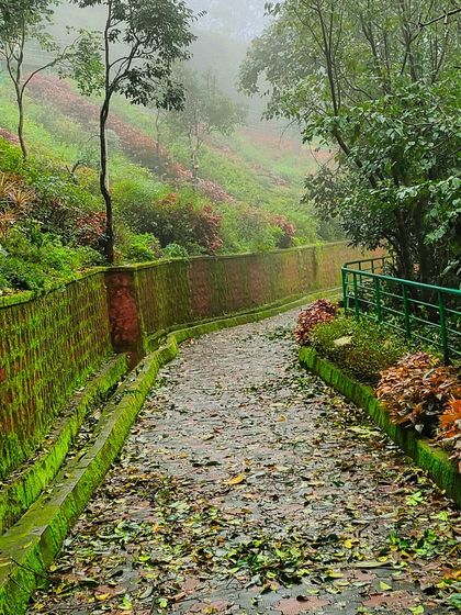 A moss-covered path in Coorg during the monsoon, with fallen leaves creating a natural carpet.