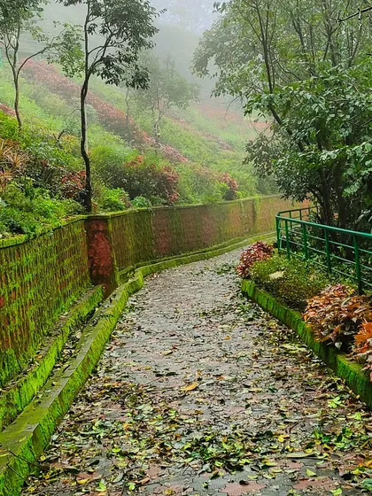 A quiet, moss-covered path in Coorg during the monsoon. The rain brings out the vibrant greens and creates a magical atmosphere.