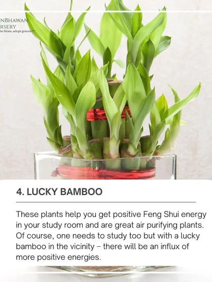 Lucky Bamboo plants are believed to bring positive Feng Shui energy into your study room. They are also great air-purifying plants that can help create a positive environment for productivity.